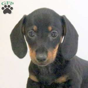 Arnold – Mini, Dachshund Puppy