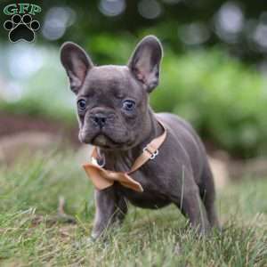 Arnold, Frenchton Puppy