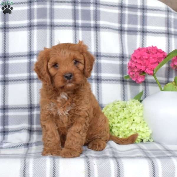 Arthur, Cavapoo Puppy