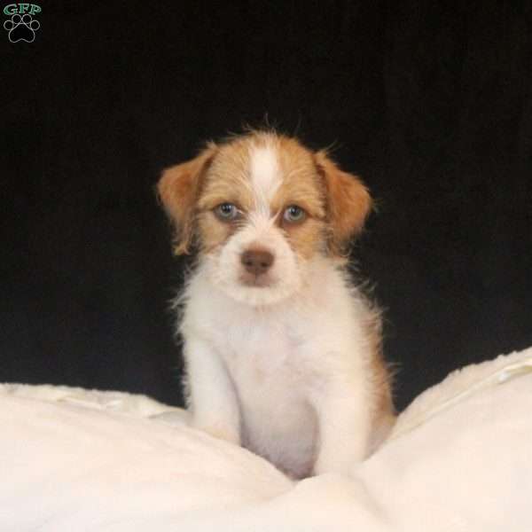 Arthur, Jack Russell Mix Puppy