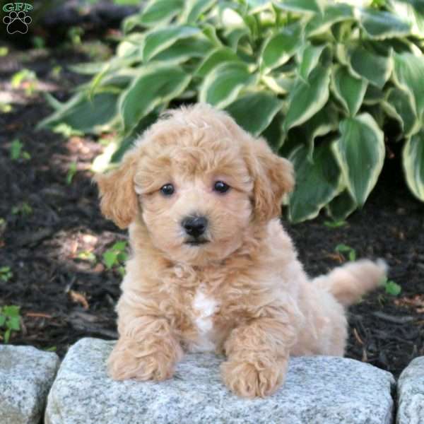 Arthur, Bich-Poo Puppy
