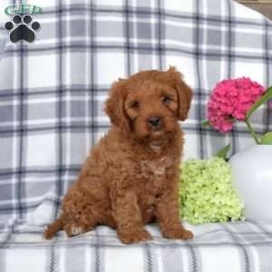Arthur, Cavapoo Puppy