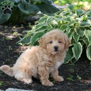 Arthur, Bich-Poo Puppy