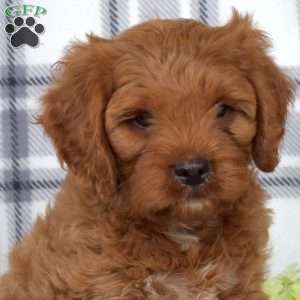 Arthur, Cavapoo Puppy