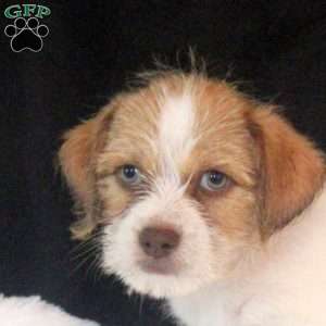 Arthur, Jack Russell Mix Puppy