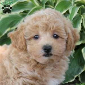 Arthur, Bich-Poo Puppy