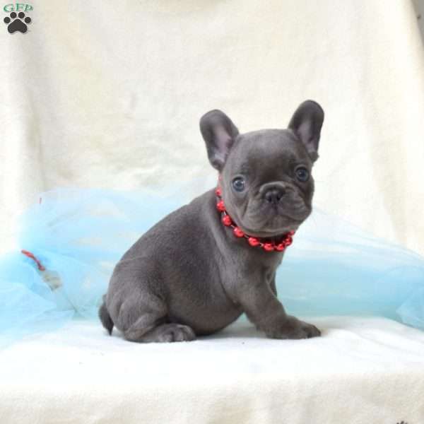 Asher, French Bulldog Puppy