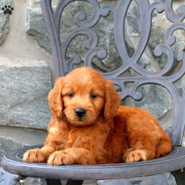 Asher, Mini Goldendoodle Puppy