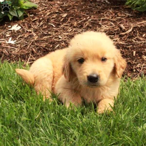 Asher, Golden Retriever Puppy