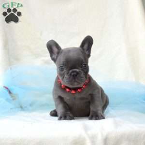 Asher, French Bulldog Puppy