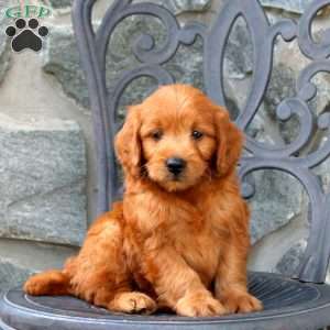 Asher, Mini Goldendoodle Puppy