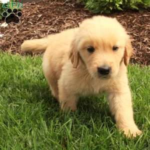 Asher, Golden Retriever Puppy