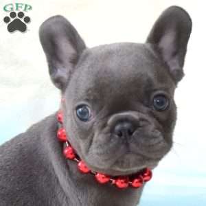 Asher, French Bulldog Puppy