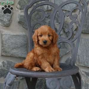 Asher, Mini Goldendoodle Puppy