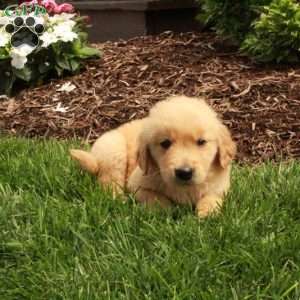 Asher, Golden Retriever Puppy