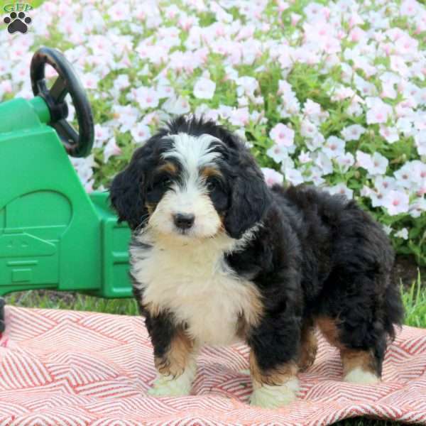 Ashley, Mini Bernedoodle Puppy