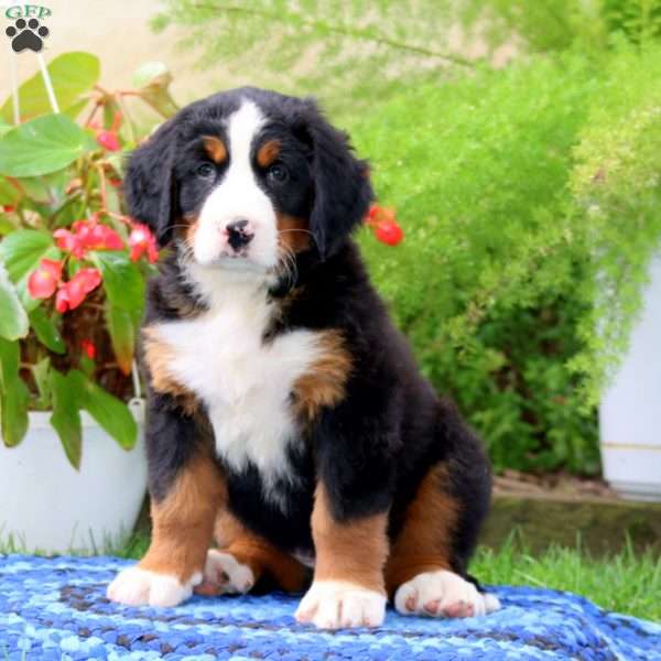 Ashley, Bernese Mountain Dog Puppy