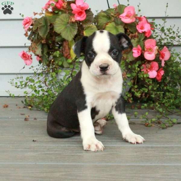 Astrid, Boston Terrier Puppy