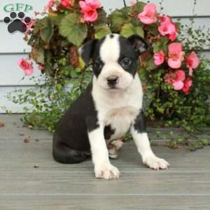 Astrid, Boston Terrier Puppy