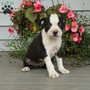 Astrid, Boston Terrier Puppy