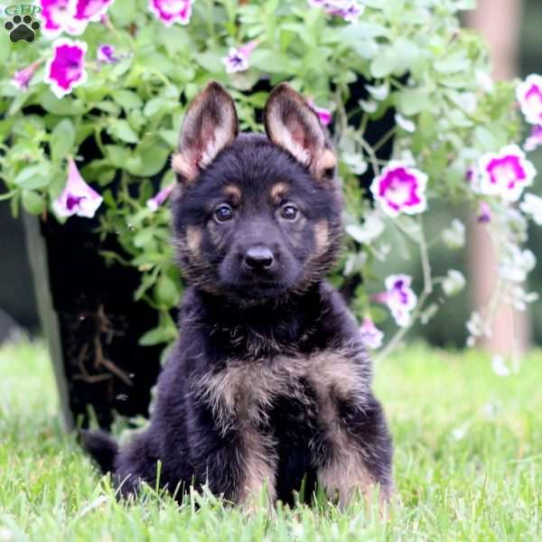 Atlas, German Shepherd Puppy