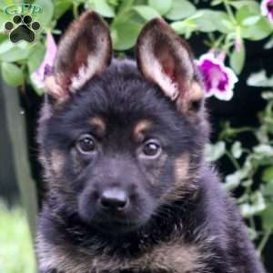 Atlas, German Shepherd Puppy
