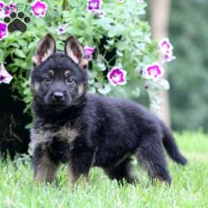 Atlas, German Shepherd Puppy
