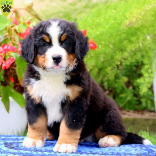 Atlee, Bernese Mountain Dog Puppy