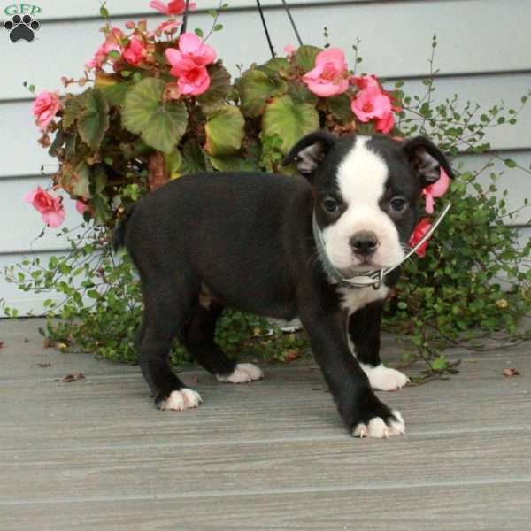 Atticus, Boston Terrier Puppy