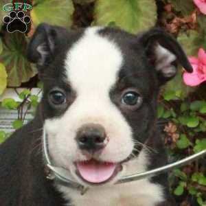 Atticus, Boston Terrier Puppy