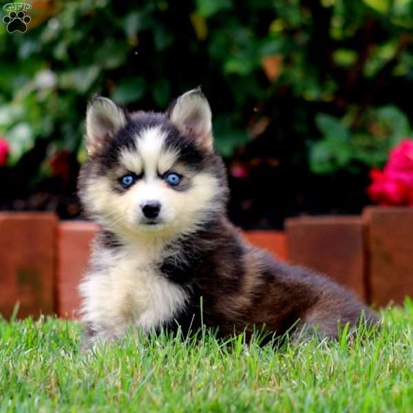 Audrey, Pomsky Puppy