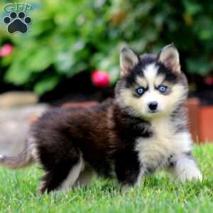 Audrey, Pomsky Puppy