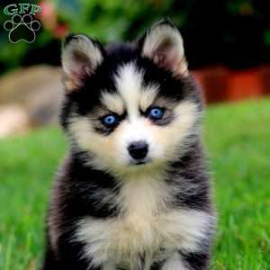 Audrey, Pomsky Puppy