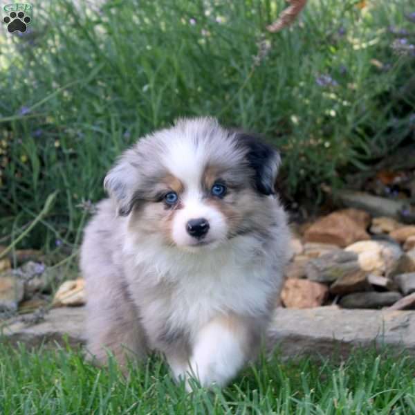 Austin, Miniature Australian Shepherd Puppy