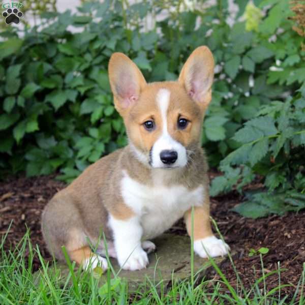 Austin, Pembroke Welsh Corgi Puppy