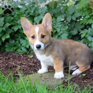 Austin, Pembroke Welsh Corgi Puppy