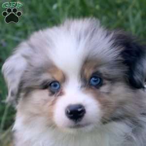 Austin, Miniature Australian Shepherd Puppy