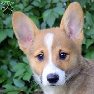 Austin, Pembroke Welsh Corgi Puppy