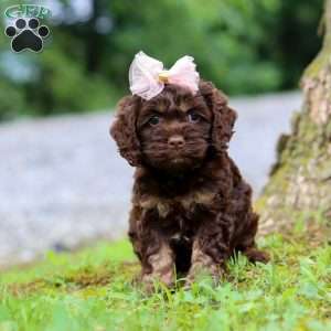 Ava, Cockapoo Puppy