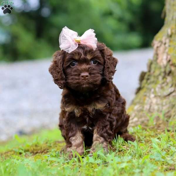 Ava, Cockapoo Puppy