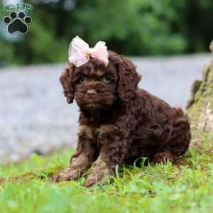 Ava, Cockapoo Puppy