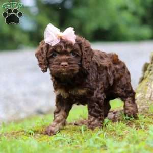 Ava, Cockapoo Puppy