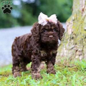 Ava, Cockapoo Puppy