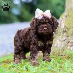Ava, Cockapoo Puppy