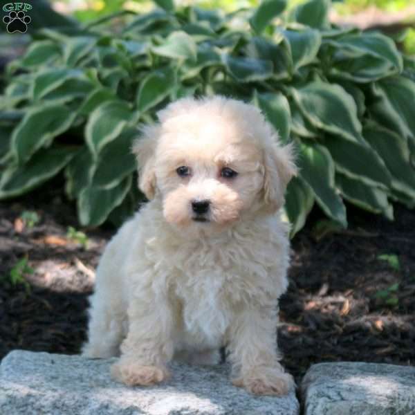 Ava, Bich-Poo Puppy