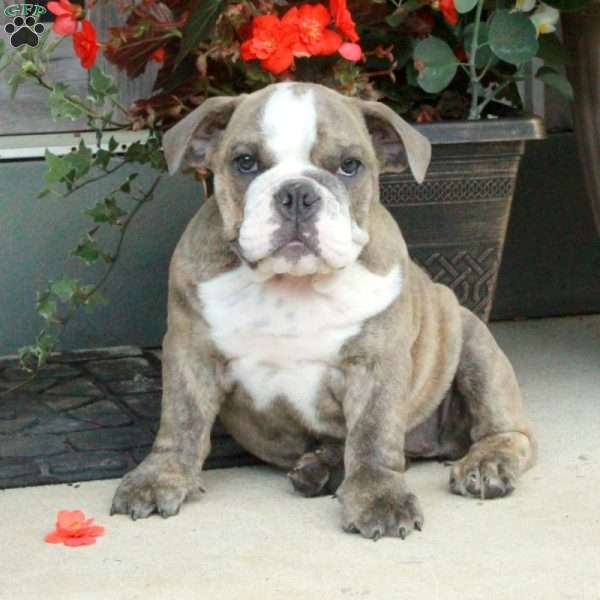 Ava, English Bulldog Puppy