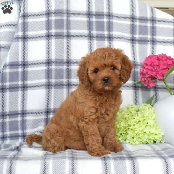 Ava, Cavapoo Puppy