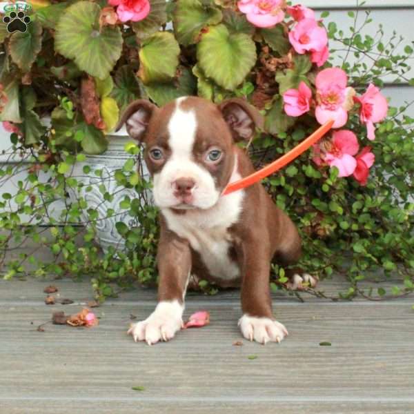 Ava, Boston Terrier Puppy