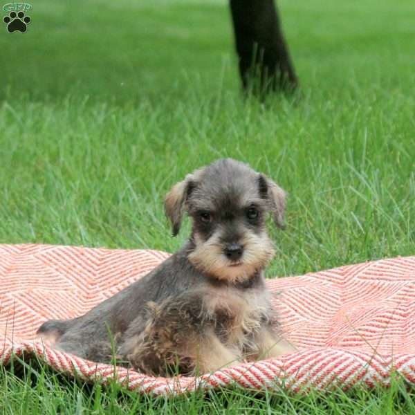Ava, Miniature Schnauzer Puppy