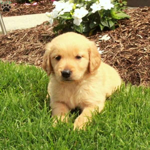 Ava, Golden Retriever Puppy